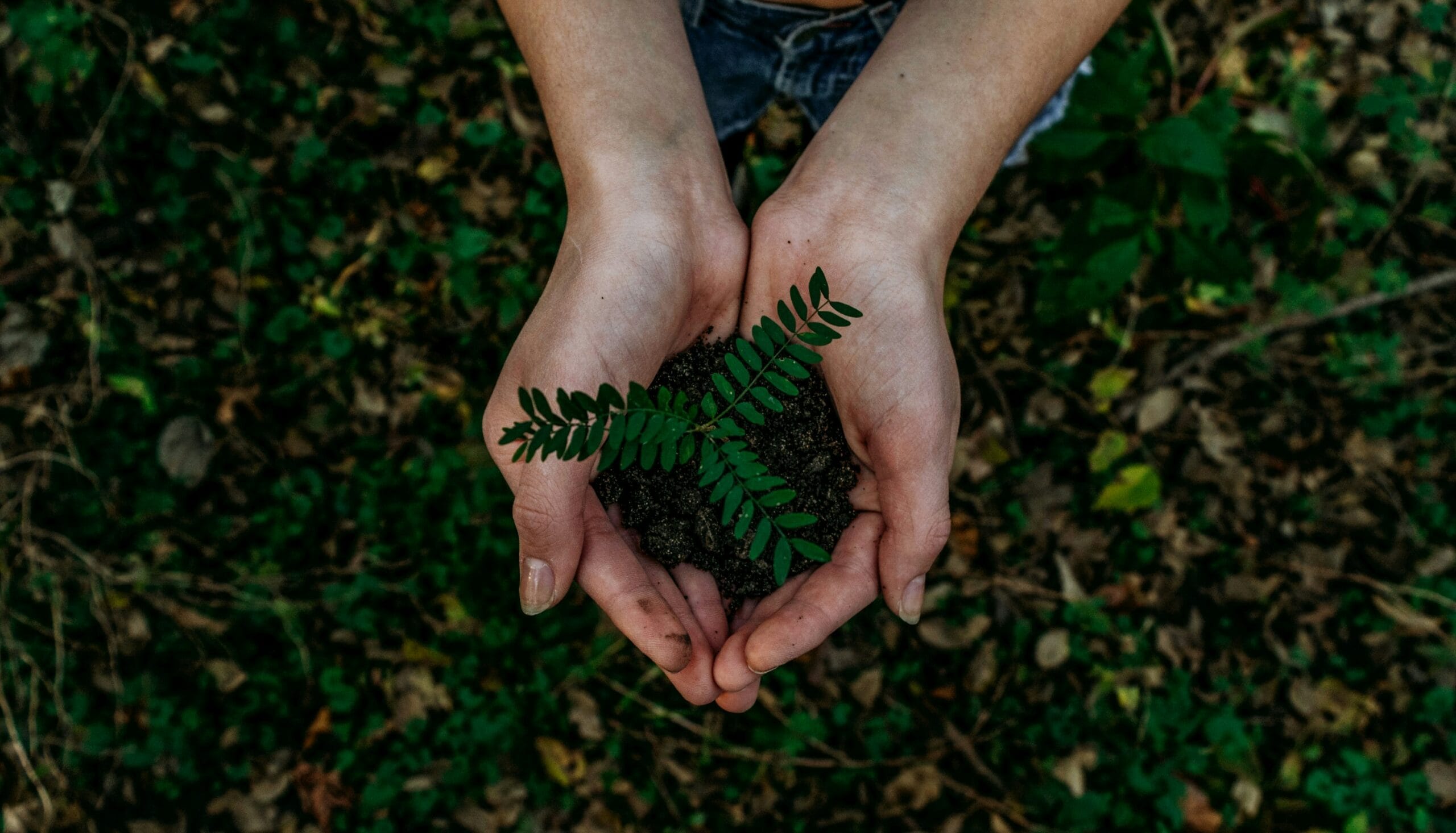 Sustainability in Interior Design: Reducing Toxins and Carbon Footprints