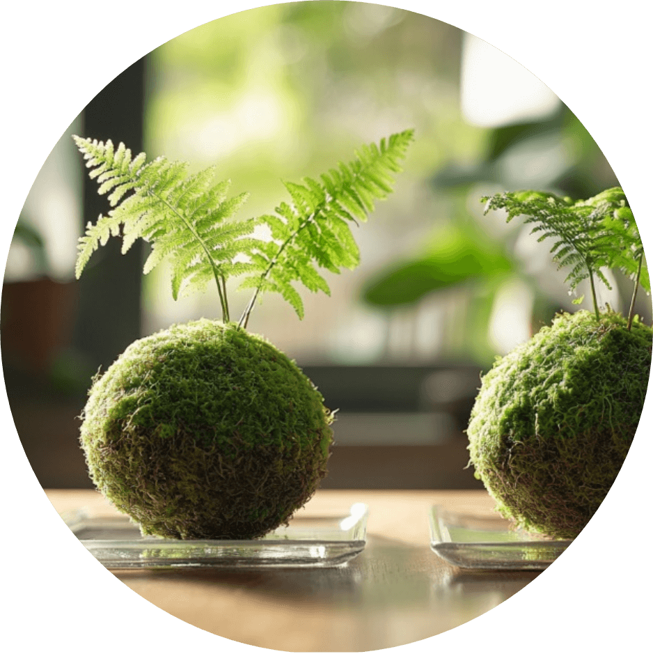 Why Has Kokedama Become Popular Recently?