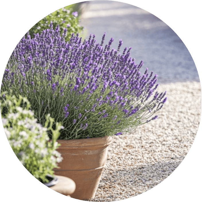 Introduce Scent and Sound