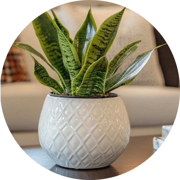 Bring in Greenery